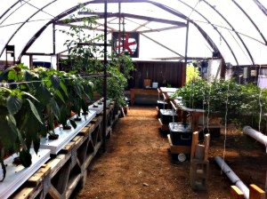 Greenhouse-300x224