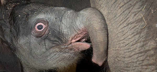 Houston Zoo Gives Birth To 385 Pounds of Big Big Love!