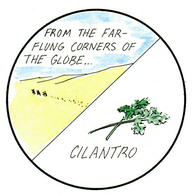 cilantro