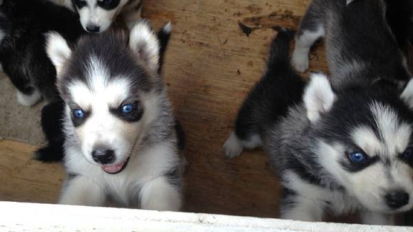 00U0U_46DRHxEcIhs_600x450