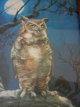 00q0q_5YF1JUfs1xw_600x450