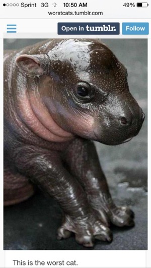 Would you even ever see http://worstcats.tumblr.com/ on a corporate Internet?